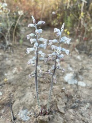Lachenalia judithiae