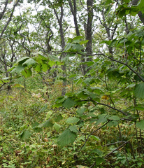 Corylus sieboldiana mandshurica