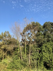 Vespa velutina