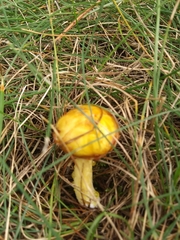 Suillus americanus