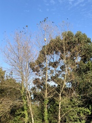 Vespa velutina