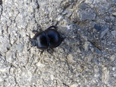 Thorectes intermedius