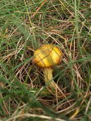 Suillus americanus