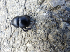 Thorectes intermedius