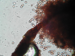 Clastoderma debaryanum