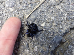 Thorectes intermedius