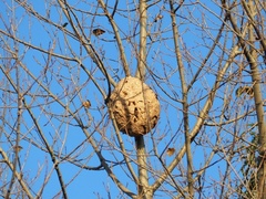 Vespa velutina