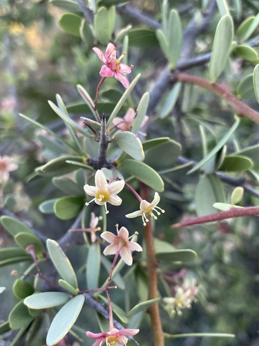 Image of Splint Spike-Thorn (Gloveria integrifolia) by (c) Matt Berger, some rights reserved (CC BY)