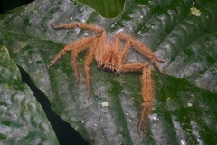 Heteropoda davidbowie