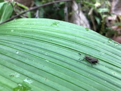 Phaesticus mellerborgi