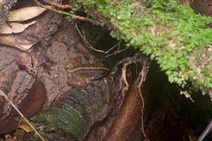 Limnonectes conspicillatus