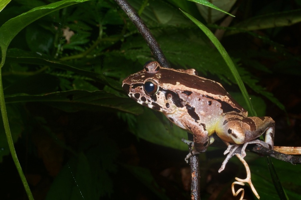 Hole-In-The-Head Frog