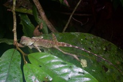 Gonocephalus bornensis