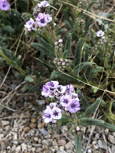 gypsum phacelia