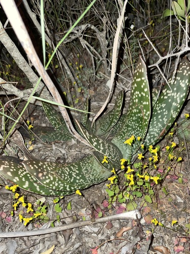 Image of Gasteria brachyphylla by (c) Matt Berger, some rights reserved (CC BY)