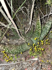 Gasteria brachyphylla
