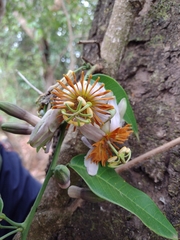 Passiflora cerradensis