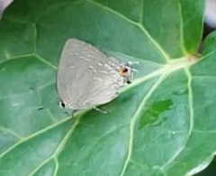 Strephonota tephraeus