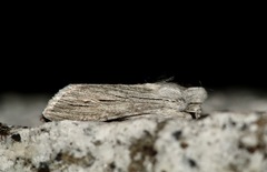 Cucullia tanaceti