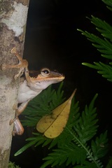 Polypedates macrotis