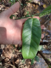 Passiflora cerradensis