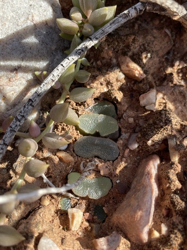 Image of Haworthia truncata by (c) Matt Berger, some rights reserved (CC BY)