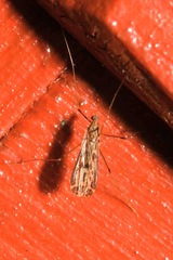 Ilisia maculata