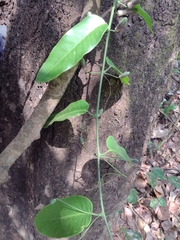 Passiflora cerradensis