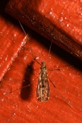 Ilisia maculata