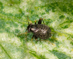 Microtechnites bractatus