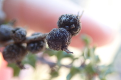 Disholcaspis mamillana