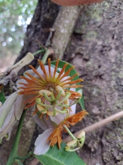 Passiflora cerradensis