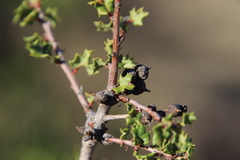 Disholcaspis mamillana