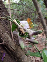 Passiflora cerradensis