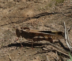 Spharagemon cristatum