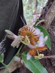 Passiflora cerradensis