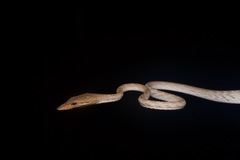 Speckle-Headed Vine Snake photo 3