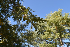 Quercus cerris