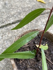 Magnoliopsida
