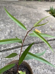 Magnoliopsida