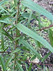 Magnoliopsida