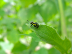 Zygogramma signatipennis