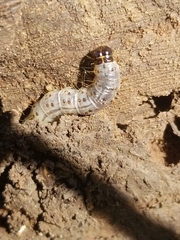 Scolecocampa liburna