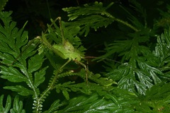Mecopodinae