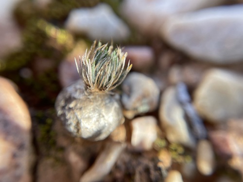 Image of Ornithogalum sardienii by (c) Matt Berger, some rights reserved (CC BY)