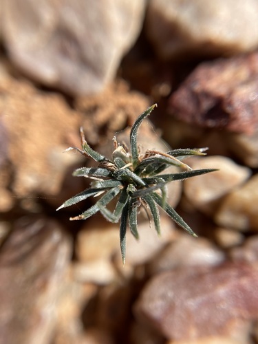 Ornithogalum sardienii