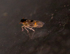 Chionomus puellus