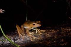 Polypedates otilophus