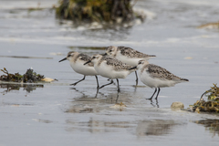 Calidris alba