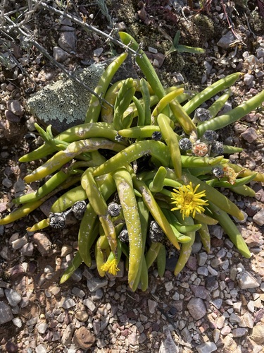 Glottiphyllum regium (Glottiphyllum regium)